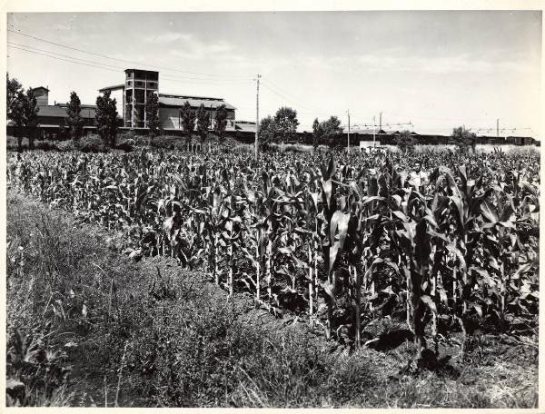 Orbetello - Azienda agricola - Campo di mais