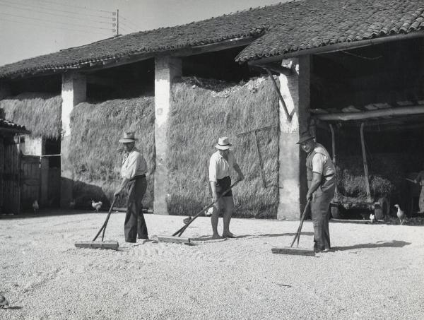 Treviglio - Casa rurale - Aia - Essicazione e rivoltamento del mais - Contadini al lavoro