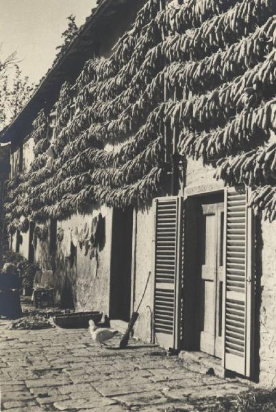 Agricoltura - Casa colonica - Pannocchie in essicazione