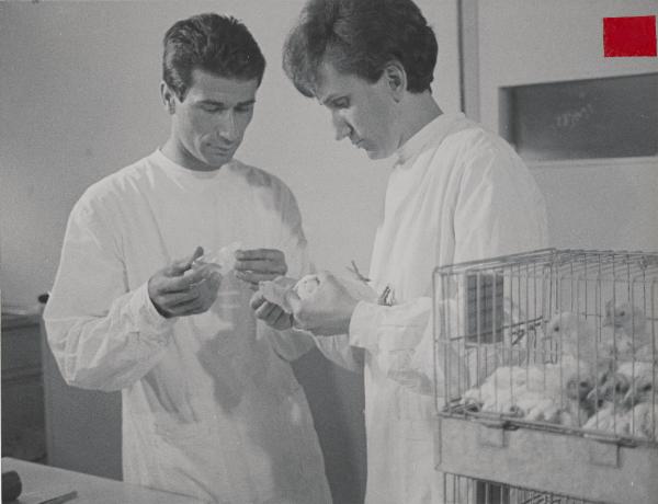 Settore cinematografico - Documentario "Nerviano" - Nerviano - Centro ricerche - Vaccinazione dei polli - Tecnici di laboratorio al lavoro