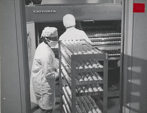 Settore cinematografico - Documentario "Nerviano" - Nerviano - Centro ricerche - Incubatrice per uova di gallina - Tecnici di laboratorio al lavoro