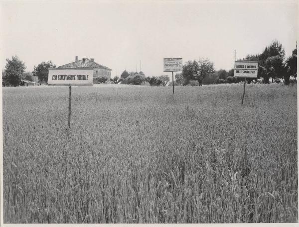 Montecarotto - Campo dimostrativo di concimazione del grano