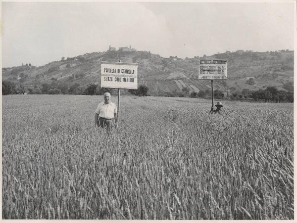 Montecarotto - Campo dimostrativo di concimazione del grano