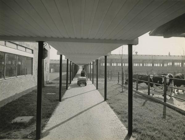 Nerviano - Farmitalia - Centro sperimentale di veterinaria - Pensilina di collegamento alle stalle