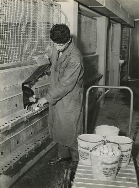 Nerviano - Farmitalia - Centro sperimentale zootecnico veterinario - Controllo deposizione uova