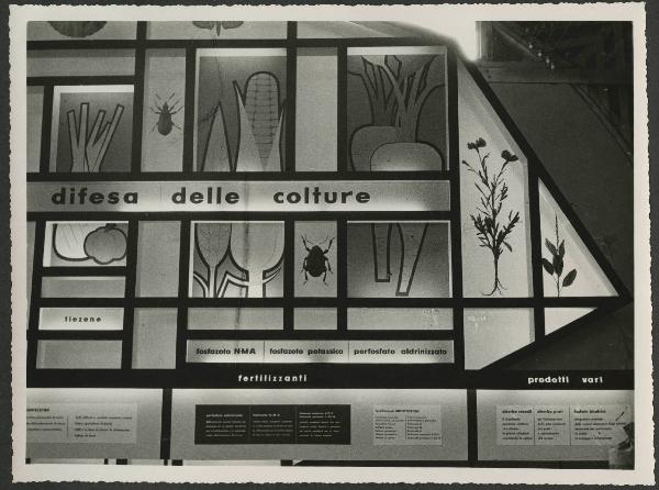 Verona - Fiera dell'agricoltura del 1956 - Stand Montecatini dedicato ai prodotti per l'agricoltura - Pannelli illustrativi