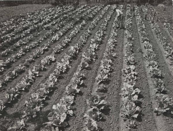 Orbetello - Agricoltura - Coltivazione di verze