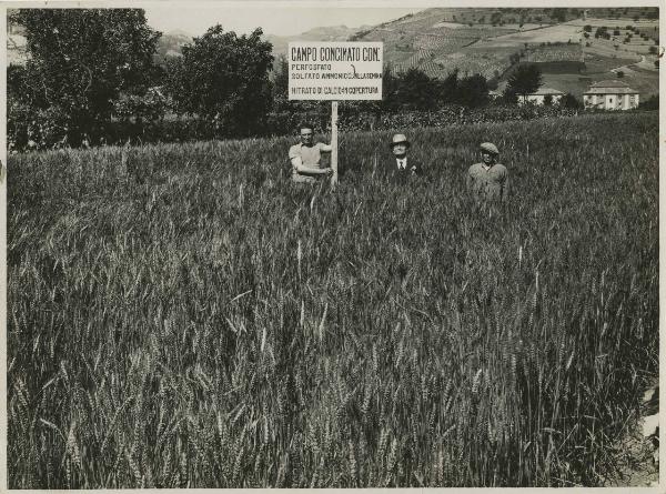 Predappio - Agricoltura - Campo sperimentale concimato - Contadini - Cartello