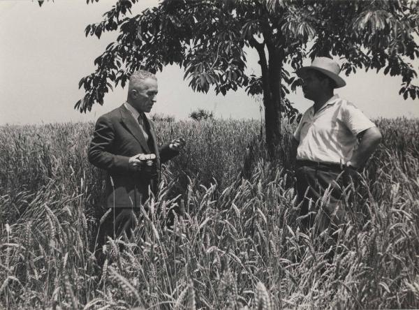 Mombello Monferrato - Tenuta Gambarello - Campo sperimentale di grano Jacometti 49