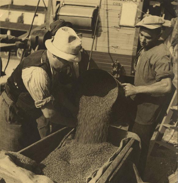 Cremona - Trebbiatura - Preparazione sacchi di granoturco - Contadini al lavoro