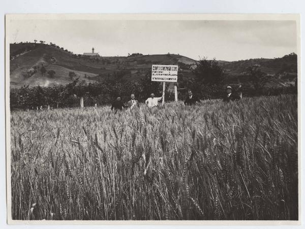 Predappio - Campo dimostrativo - Frumento - Cartello