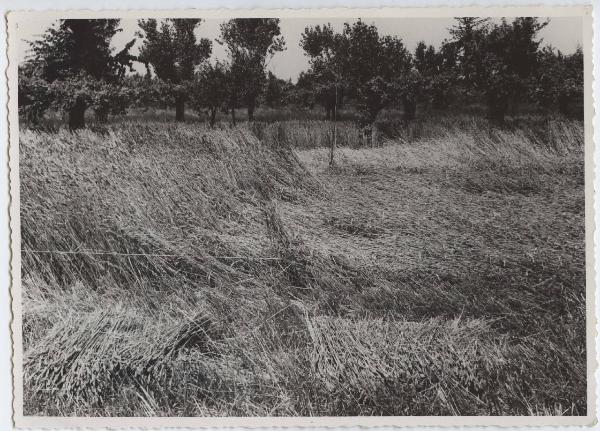 S. Prospero di Imola - Podere Diana - Mietitura - Prova sperimentale di nitratazione del grano