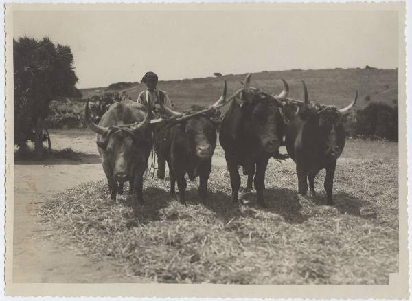 Agricoltura - Trebbiatura - Contadino - Battitura con i buoi