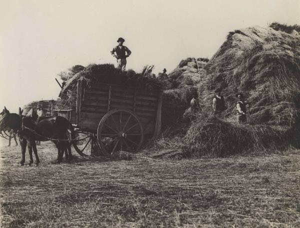 Agricoltura - Trebbiatura - Contadini - Preparazione