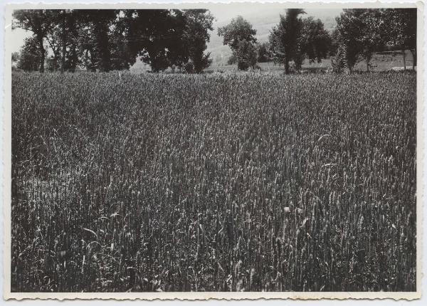 Alvignano - Azienda agraria Burrelli - Campo dimostrativo - Grano