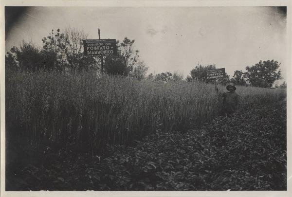 Settimo Rottaro - Avena concimata con fosfato biammonico - Agricoltore sig. Venanzio Bianchetti