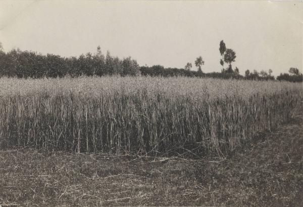 Campagna cremonese - Campo di avena