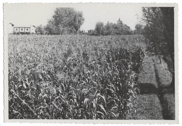 Agricoltura - Campo di saggina