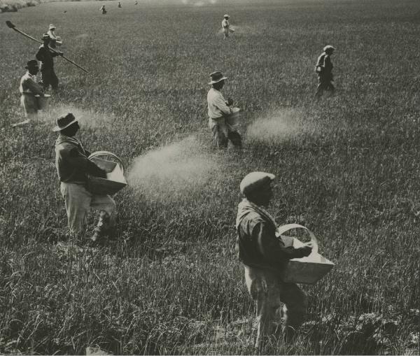 Agricoltura - Contadini - Concimazione a mano