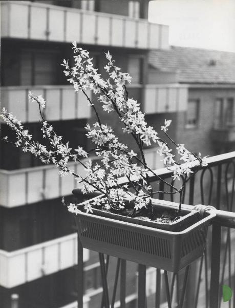 Milano - Materie plastiche - Moplen - Balcone - Portavasi - Fiori