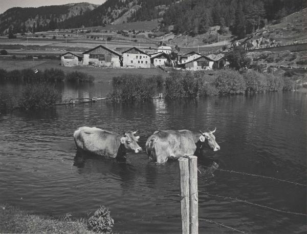 Curon Venosta - Invaso del lago di Resia - Mucche