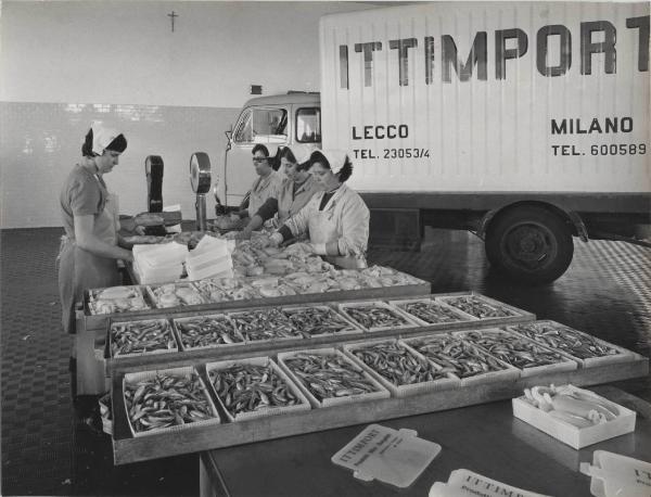 Chioggia - Ittimport - Operaie - Selezione pesce - Scatole in Polionda (lastra in polipropilene alveolare)