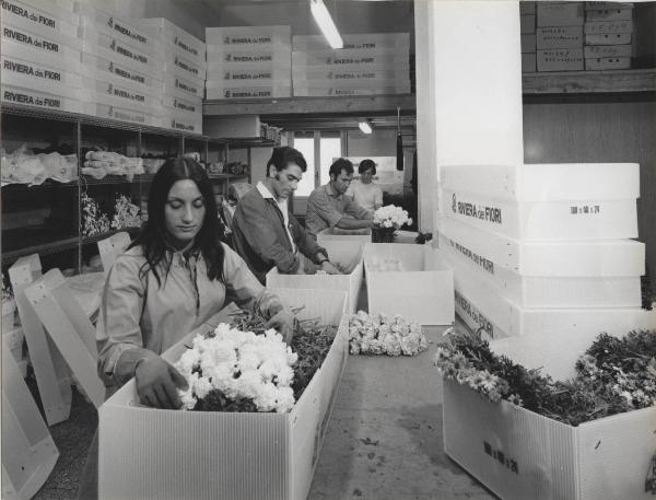 Sanremo - Operai - Imballaggio di fiori in scatole Polionda (lastra in polipropilene alveolare)