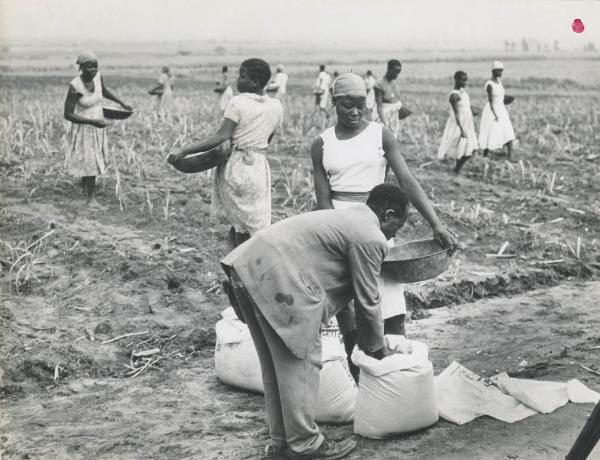 Kenya - Settore cinematografico - Documentario "Kenya" - Campi di canna da zucchero - Fertilizzanti - Indigeni