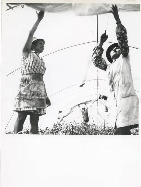 Milano - Fiera campionaria del 1973 - Padiglione Montedison - Riproduzione di pannello espositivo - Materie plastiche - Copertura per coltivazioni