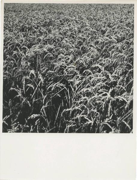 Milano - Fiera campionaria del 1973 - Padiglione Montedison - Riproduzione di pannello espositivo - Agricoltura - DIPA (Divisione prodotti chimici per agricoltura) - Risaia