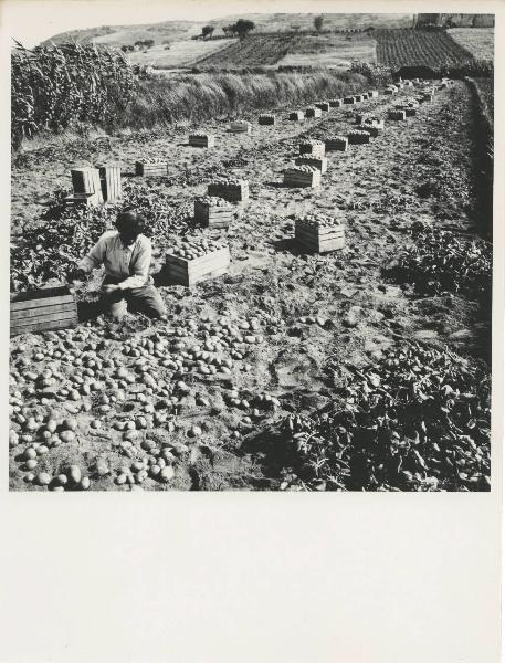 Milano - Fiera campionaria del 1973 - Padiglione Montedison - Riproduzione di pannello espositivo - Agricoltura - DIPA (Divisione prodotti chimici per agricoltura) - Raccolta di patate