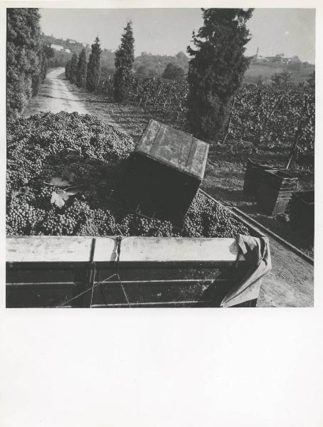 Milano - Fiera campionaria del 1973 - Padiglione Montedison - Riproduzione di pannello espositivo - Agricoltura - DIPA (Divisione prodotti chimici per agricoltura) - Raccolta dell'uva