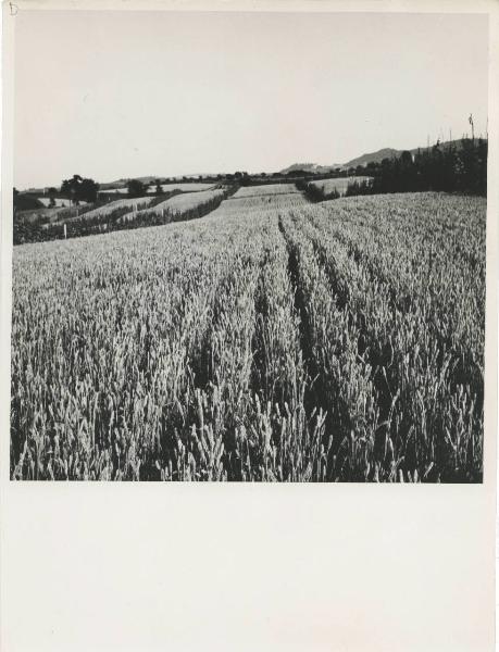 Milano - Fiera campionaria del 1973 - Padiglione Montedison - Riproduzione di pannello espositivo - Agricoltura - DIPA (Divisione prodotti chimici per agricoltura) - Campo di grano