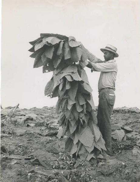 Port Tobacco - Lavorazione del tabacco - Bracciante