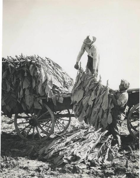 [Port Tobacco] - Lavorazione del tabacco - Braccianti caricano su carretto le foglie prima dell'essicazione