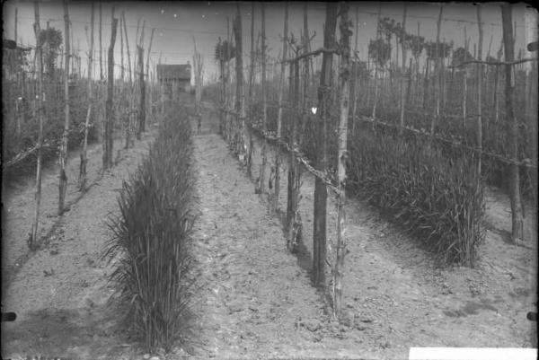 Oliva Gessi - filare di viti - esterno [committenza Cattedra Ambulante di Agricoltura - Casa Gallini, Voghera]