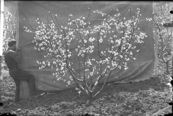 Oliva Gessi - albero di pesco - esterno [committenza Cattedra Ambulante di Agricoltura - Casa Gallini, Voghera]