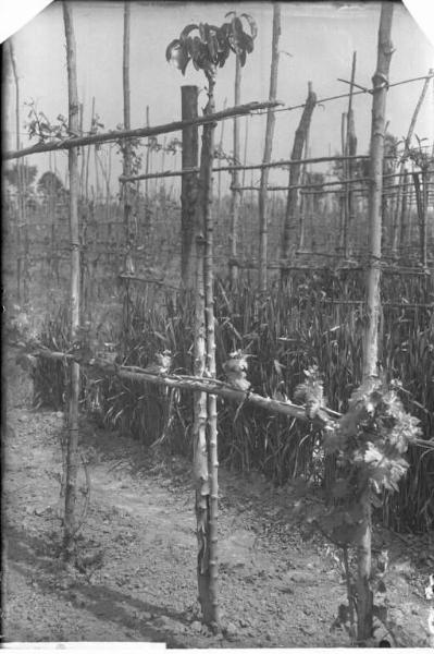 Oliva Gessi - filare di viti - esterno [committenza Cattedra Ambulante di Agricoltura - Casa Gallini, Voghera]