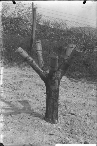 Oliva Gessi - albero - innesto - esterno [committenza Cattedra Ambulante di Agricoltura - Casa Gallini, Voghera]