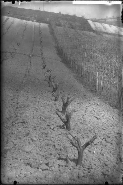 Oliva Gessi - filari di alberi e viti - innesti - esterno [committenza Cattedra Ambulante di Agricoltura - Casa Gallini, Voghera]