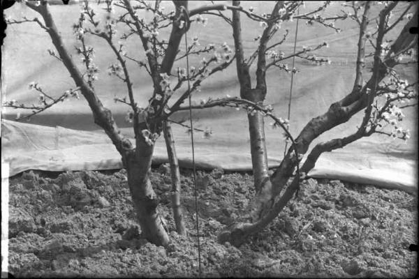 Oliva Gessi - albero di pesco - esterno [committenza Cattedra Ambulante di Agricoltura - Casa Gallini, Voghera]