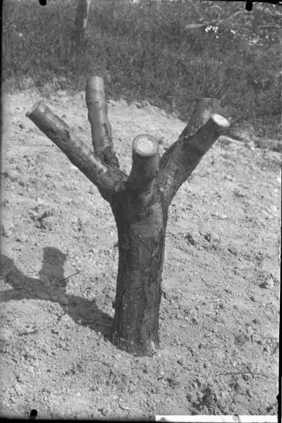 Oliva Gessi - albero - innesto - esterno [committenza Cattedra Ambulante di Agricoltura - Casa Gallini, Voghera]