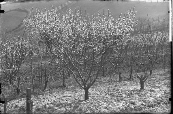 Oliva Gessi - alberi di pesco - esterno [committenza Cattedra Ambulante di Agricoltura - Casa Gallini, Voghera]