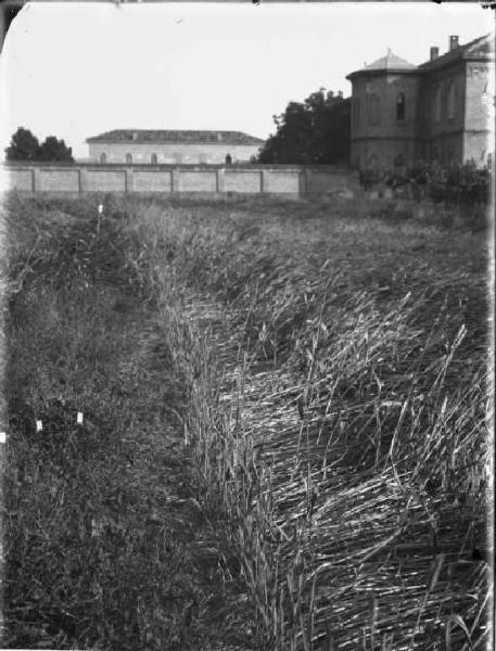 Voghera - Veduta Scuola d' Agricoltura e campo di frumento