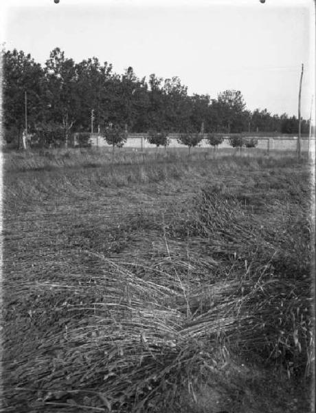 Campo di frumento [committenza Scuola d' Agricoltura -  Voghera]