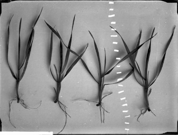 Piantine di frumento [committenza Scuola d' Agricoltura - Voghera]