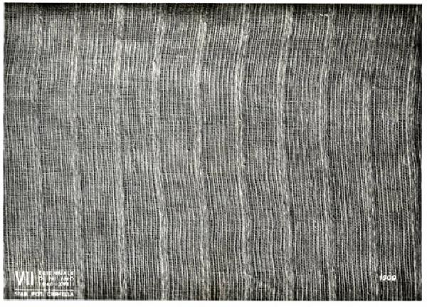 VII Triennale - Mostra dell'E.N.A.P.I. - Tessuti - Tessuto di canapa di Marcella Toppi