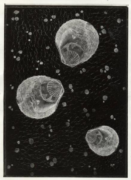VII Triennale - Mostra dei tessuti e dei ricami - Sezione dei merletti e dei ricami - Disegno per ricamo di Giulia Veronesi