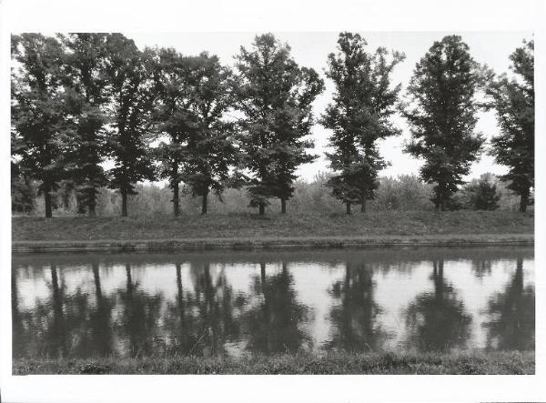 Marzano - Canale Vacchelli - Filari di alberi