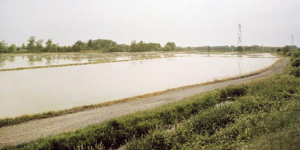 Risaie - Strada sterrata - Tralicci dell'alta tensione